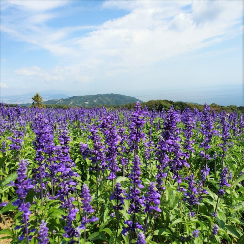 あわじ花さじき　ブルーサルビア