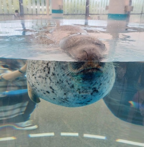 京都水族館　アザラシ