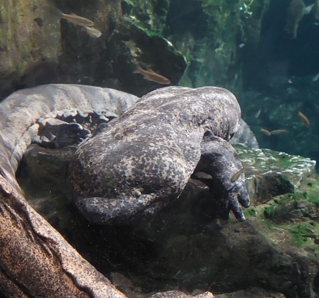 京都水族館　オオサンショウウオ