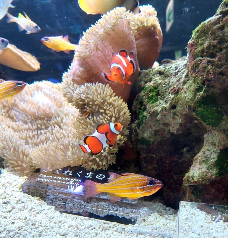 京都水族館　カクレクマノミ