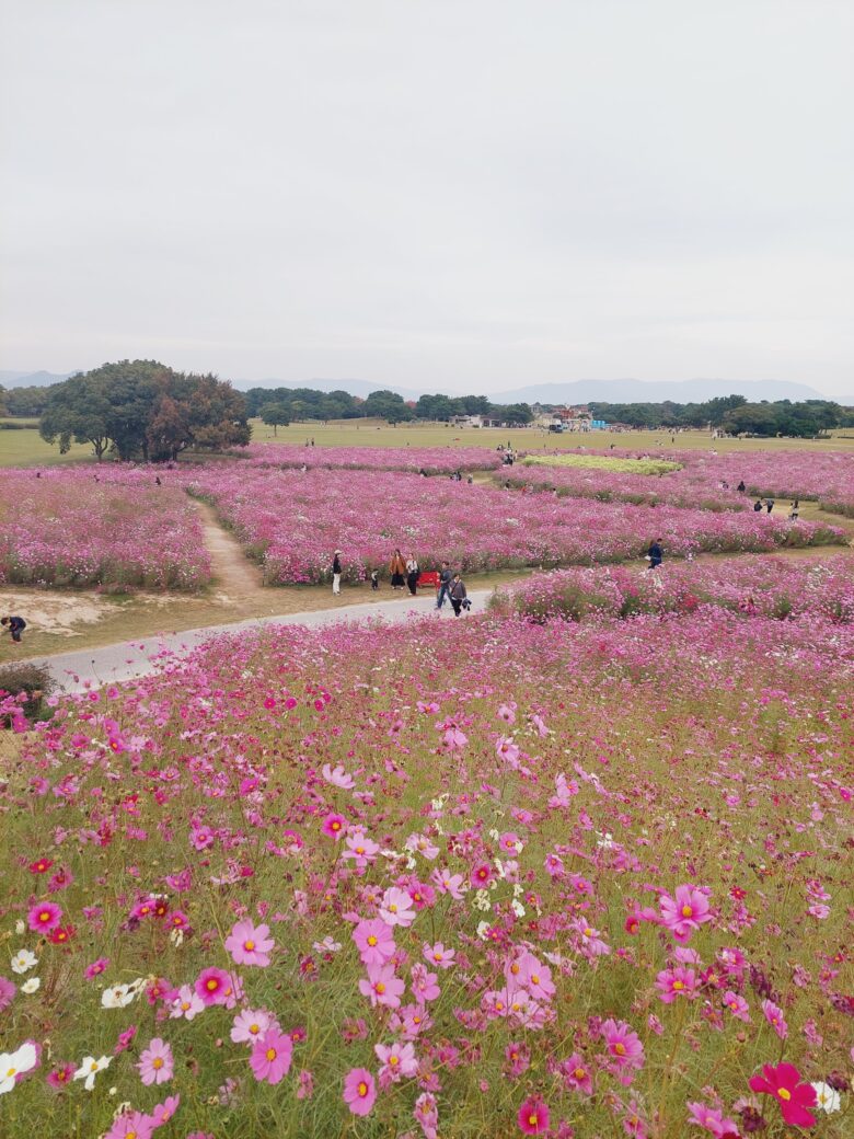 海の中道海浜公園　コスモス畑