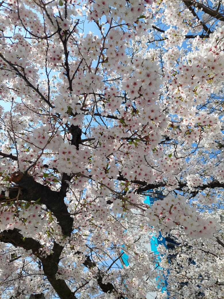 福岡城さくらまつり
